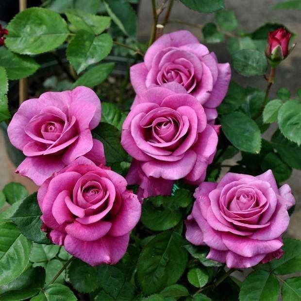 盘点最受欢迎的24种月季花，长得快、开花多，养了会上瘾！