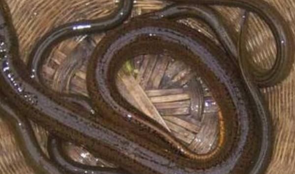 馬上停止吃這4種食物，含有太多的寄生蟲和病菌，會影響孩子健康