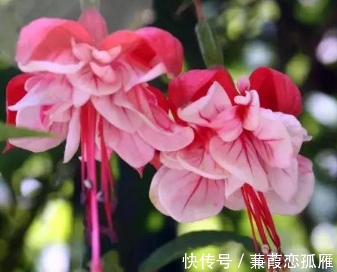 月季|几种花养家里,谁见了都喜欢,第二种已经被迷住了!