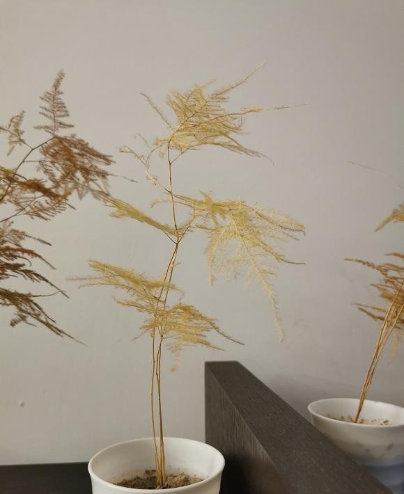 阳台|家里的花,不要放在阳台边上,一阵冷风吹过来,绿叶变黄叶