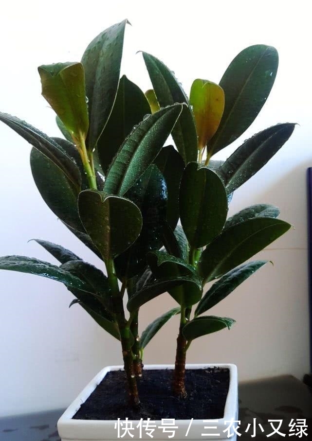 橡皮树长得不好看不要紧, 用剪刀给它换个造型