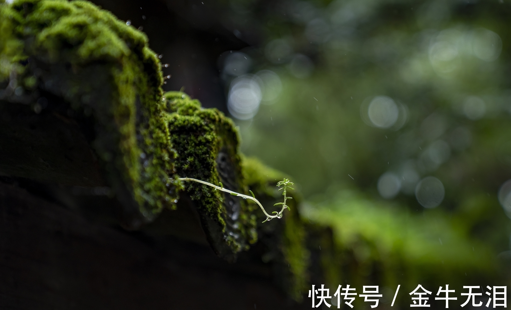 杜牧@一首很独特的唐诗,属于杜牧诗中的精品,读过的人并不多