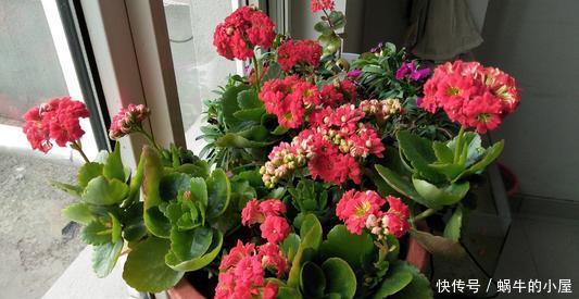 5种花真皮实,30天不浇水照样枝繁叶茂,绽放层叠群花!