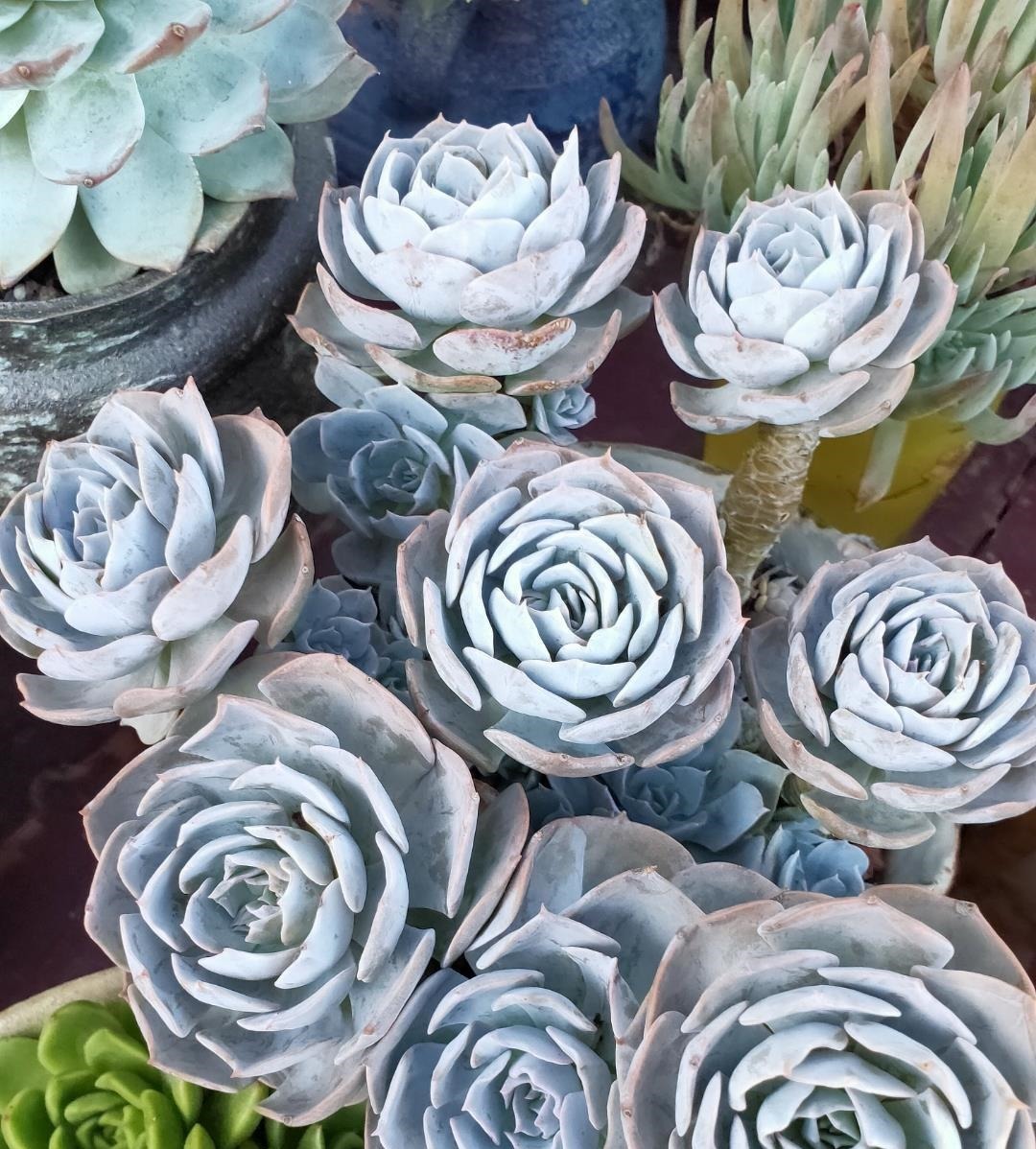 这“三多肉”不怕热,三伏天正常“补水施肥”,咕噜冒崽挤满盆