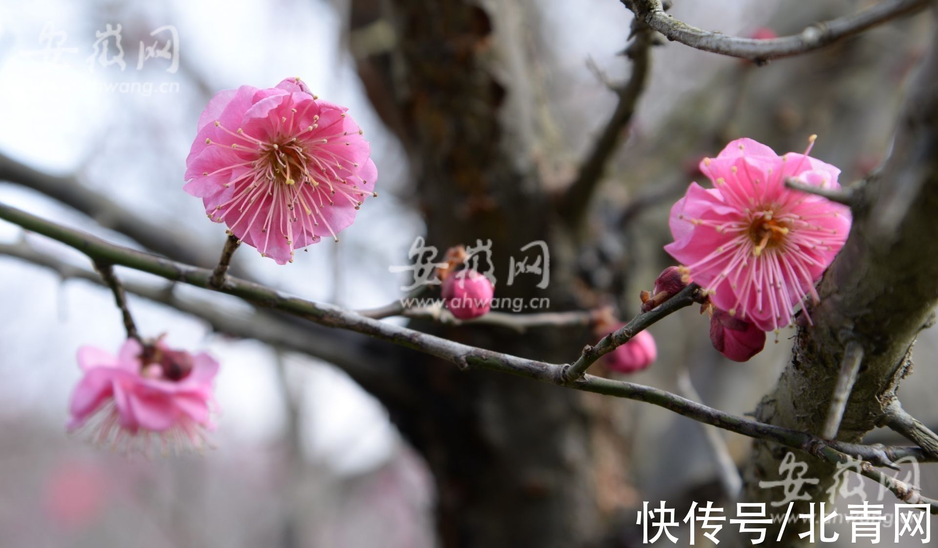 梅园|淮南梅园梅花绽放 市民前往游玩（组图）