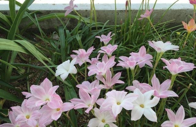 开花|让风雨兰“更勤花”,做到2步,半个月能复花,经常赏花