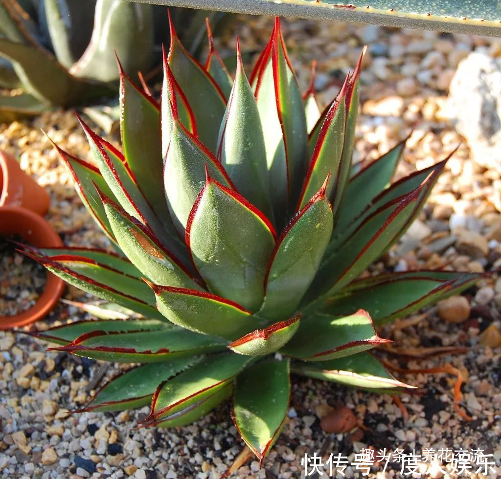 龙舌兰用根茎底部的侧芽扦插繁殖,比繁殖芦荟还简单