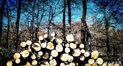 树种|农村遇到香椿木,别当柴烧,被称“百木之王”,价值堪比雷击木