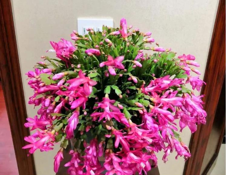 蟹爪兰|蟹爪兰叶片软趴趴的不开花,多注意两点,叶子坚挺,花芽冒得快