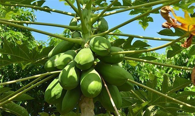 便秘|秋天想身体好,坚持吃的食物,肌肤好了,远离便秘,气色更红润