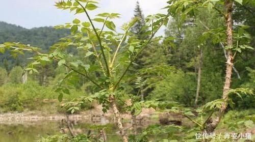 烧火|此树除了烧火还能做盆景,多注意4点需求,植株造型美翻天
