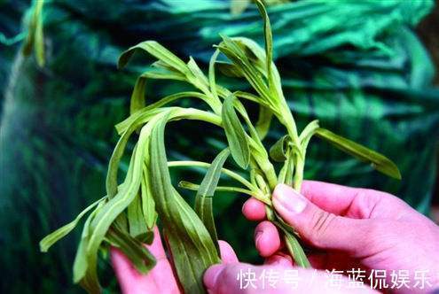 披针形|一种野草,酷似“面条”,价值比较大,可以煮面条吃,止血是一绝
