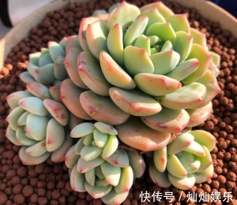 养多肉什么时候浇水教你浇水的4个小窍门,让多肉越长越茂盛