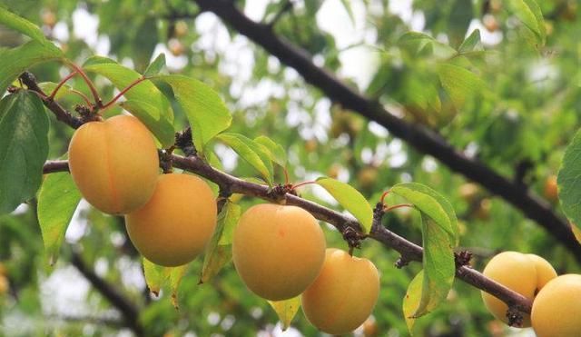 |2首幽默好玩的古诗词,别有会心,读来趣味多多