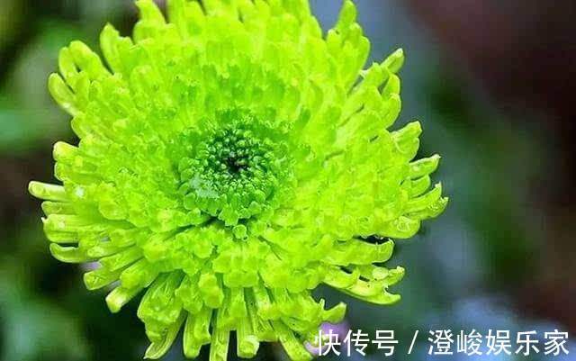 芍药|它是菊花中的珍品,花开“碧绿如玉”,似牡丹似芍药,开花爆盆