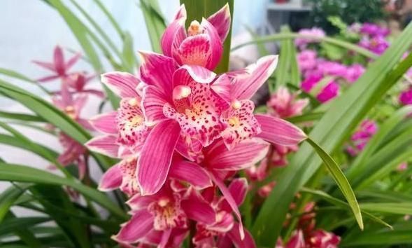 给兰花浇水,别碰3个“雷区”,一个不小心,叶子全黄、不开花