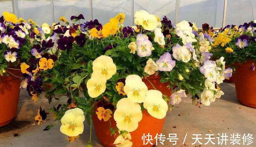 草木灰|秋天能收集到的“养花宝”，这4种一样都不能错过