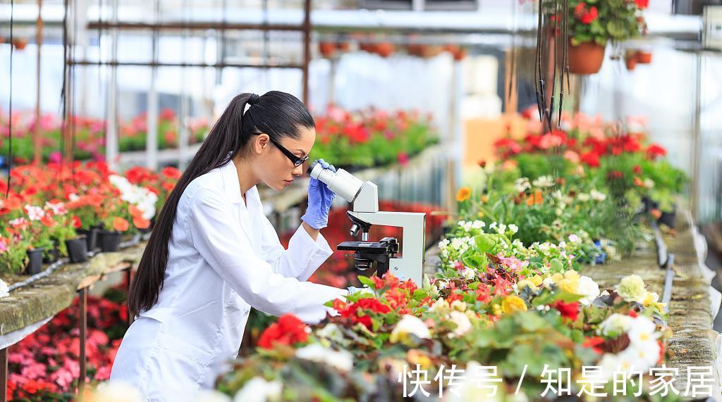 夏季|夏季养花防止黄叶、腐烂、干枯的四大要领，经验加实践，实用