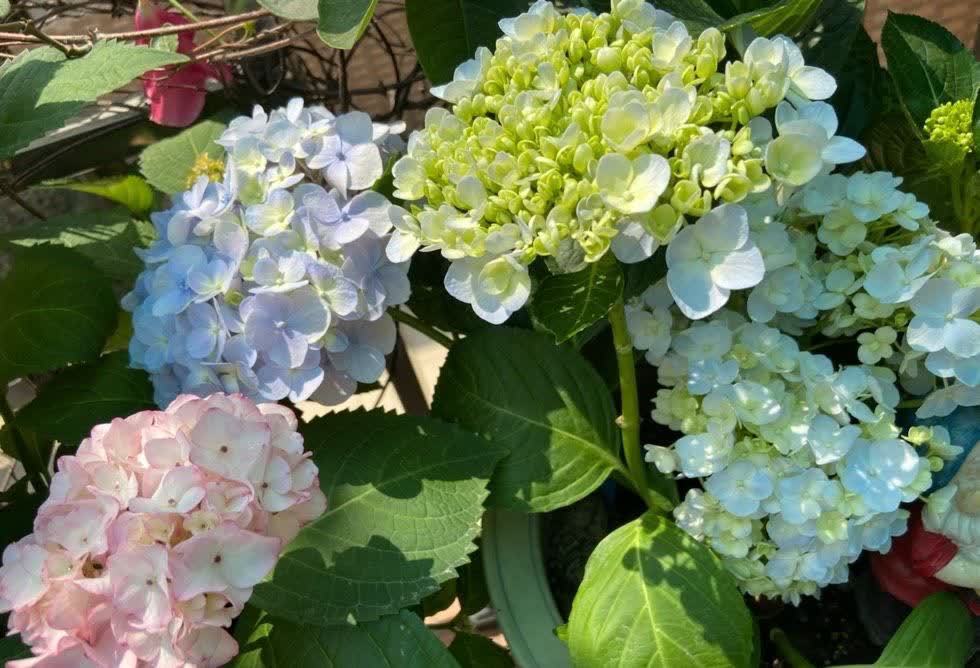 有“两种花”，春天一定别修剪，花苞才能更多开花更美