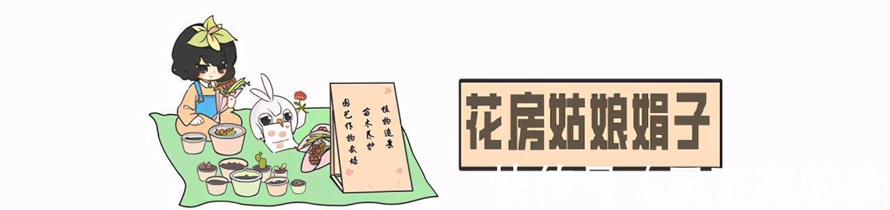 蝴蝶兰|3种花好看但是难养,新手养不好,老手不愿养,别轻易入坑