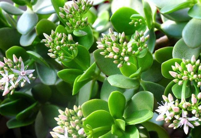 2种“镇宅树”,新年养1盆,“财运”越来越旺,观赏价值还高!