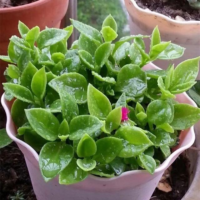 原来这些花开完后,把枝条剪下来插土里就能生根,一盆变多盆