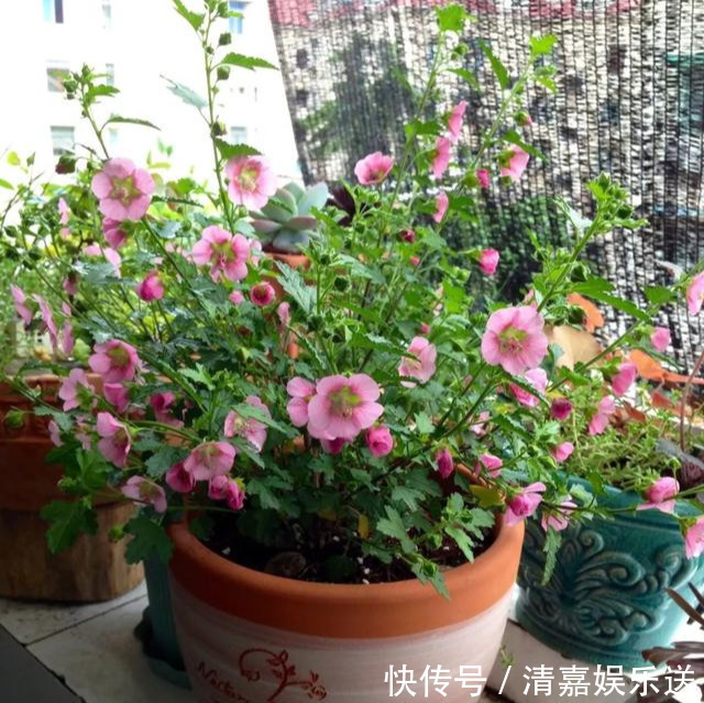 泡水|3种枝条泡水里,10天长根,一次开花100朵,水培成活率更高!