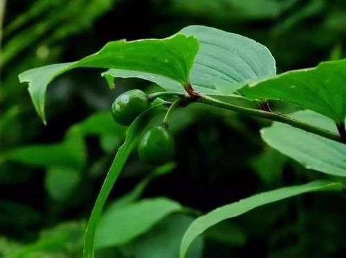 宝铎草生长于林下或灌木丛中花开黄色、绿黄色或白色