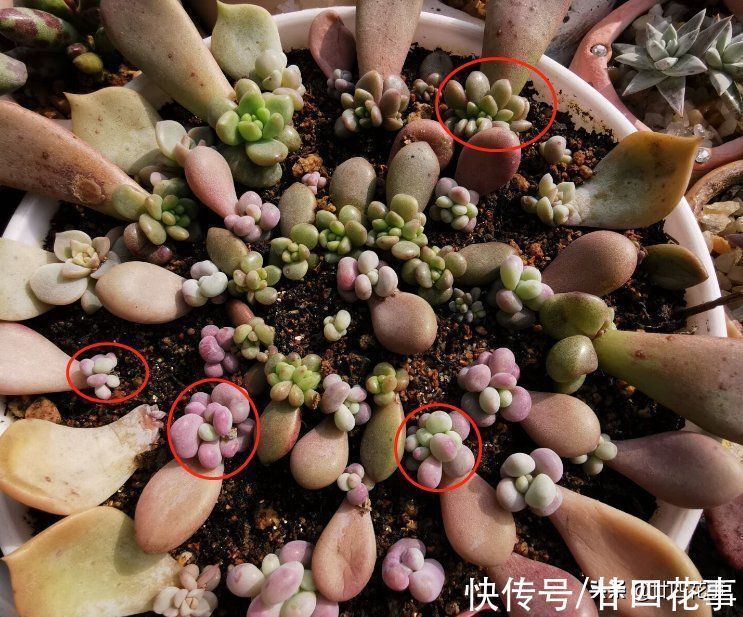 侧芽|多肉一直独杆单头?6个小方法,轻松长满侧芽,独苗爆头变群生