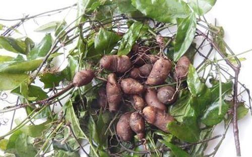 郴州市第一人民医院|3例中毒事件,均由一种常见草药引发,村民称其为“药王”