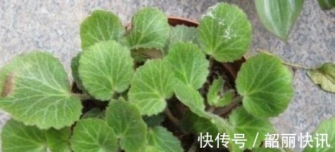 冻疮|路边这长相似“耳朵”的草,你认识么?中医说它对治疗冻疮有奇效