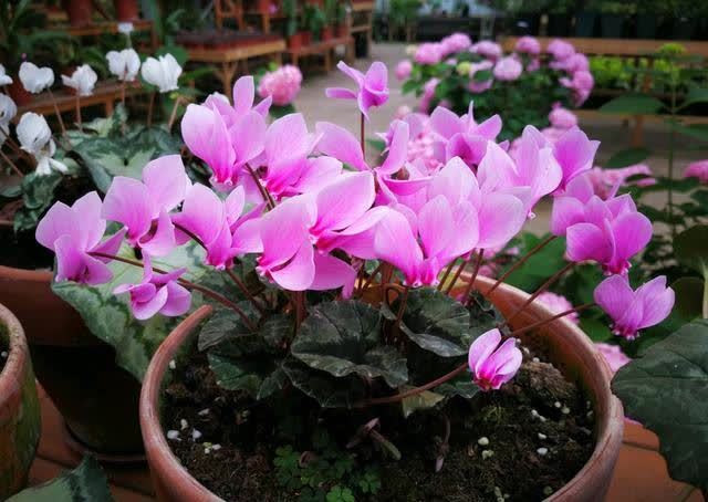 忌讳|用磷酸二氢钾促花,有“3忌”要避免,已被“证实”用错难开花