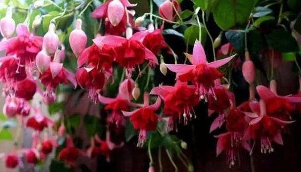 入冬后，家里养4种洋气的小盆花，花色艳丽，十分喜庆，真值