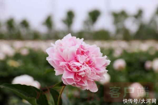 花海|实时“云赏花”！洛龙芍药花海向市民游客免费开放