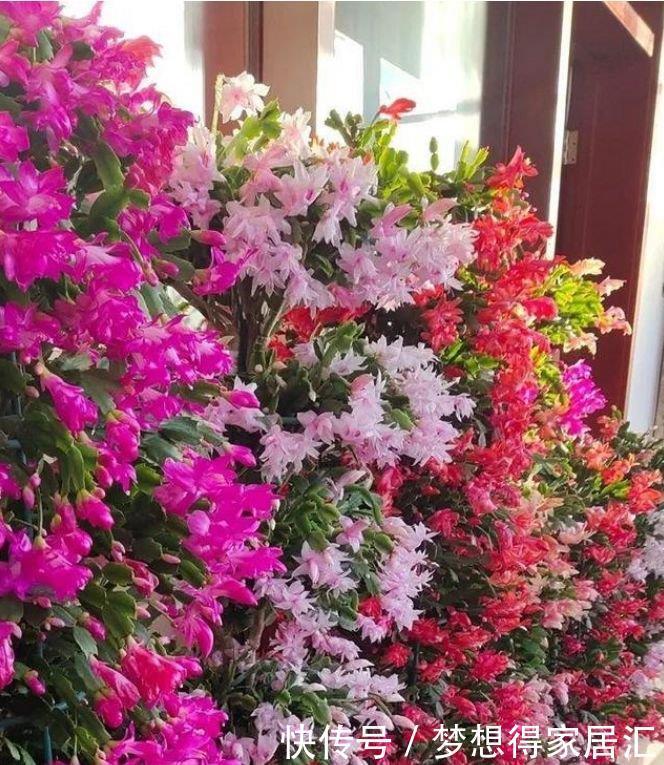 茬花|家庭常养4种花,养护简单,花朵漂亮,一茬茬花开不停!