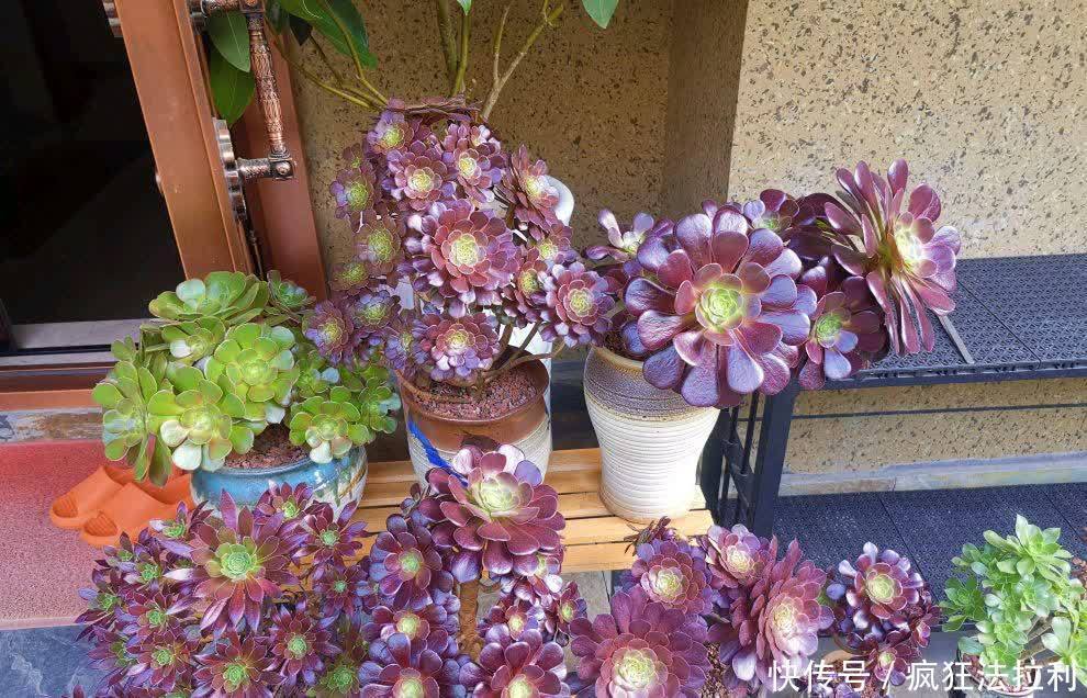 法师|养好多肉法师,记住这2招,长成漂亮茁壮的“手捧花”