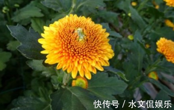 喜欢养菊，不如养一盆“橙乒乓菊”，艳丽活泼，花期长适合盆栽养