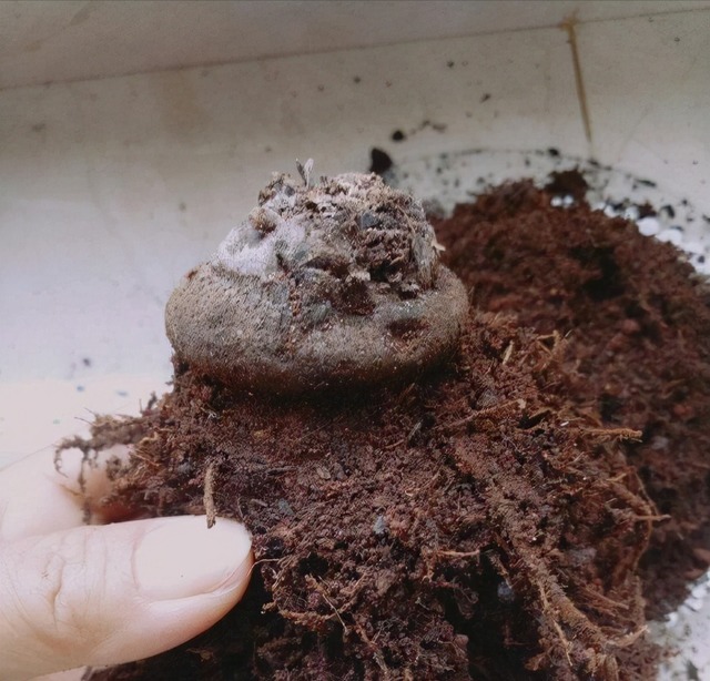 4类“坑人花”,漂亮却活不长,新手“别上当”,买了养不活