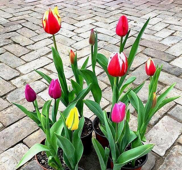 郁金香开完花,扔了实在太“可惜”,这样一处理,来年照样开满花