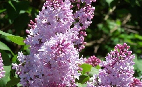 3种花,再喜欢也别在室内养,会影响健康,家里养了赶紧搬出去