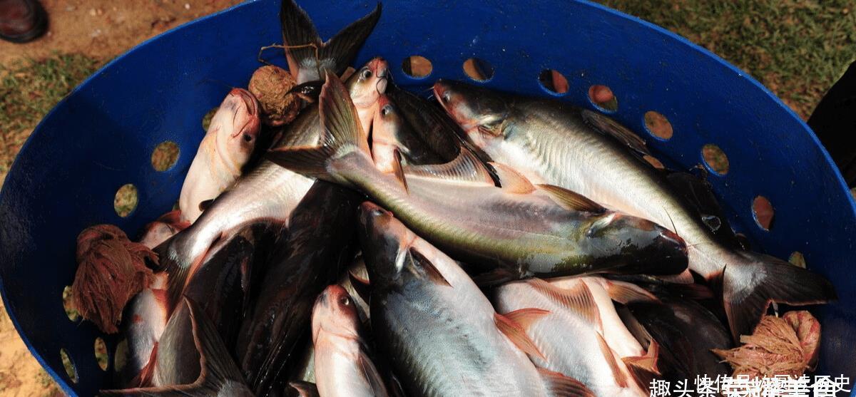 鲜美|爽滑鲜美的“龙利鱼”,上岸就没了,真相:你吃的很有可能是假的