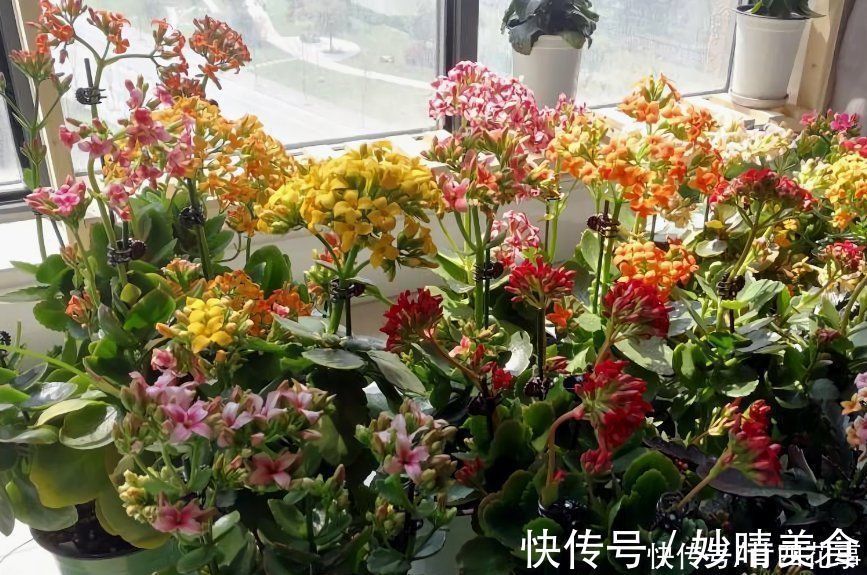 家养3种花,让它们“交接班”,一年开花365天,阳台变花海