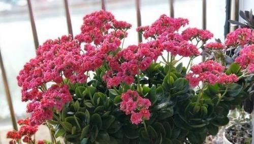 阳台最适合养3种花,30天不浇水照样生长,一年开花不断