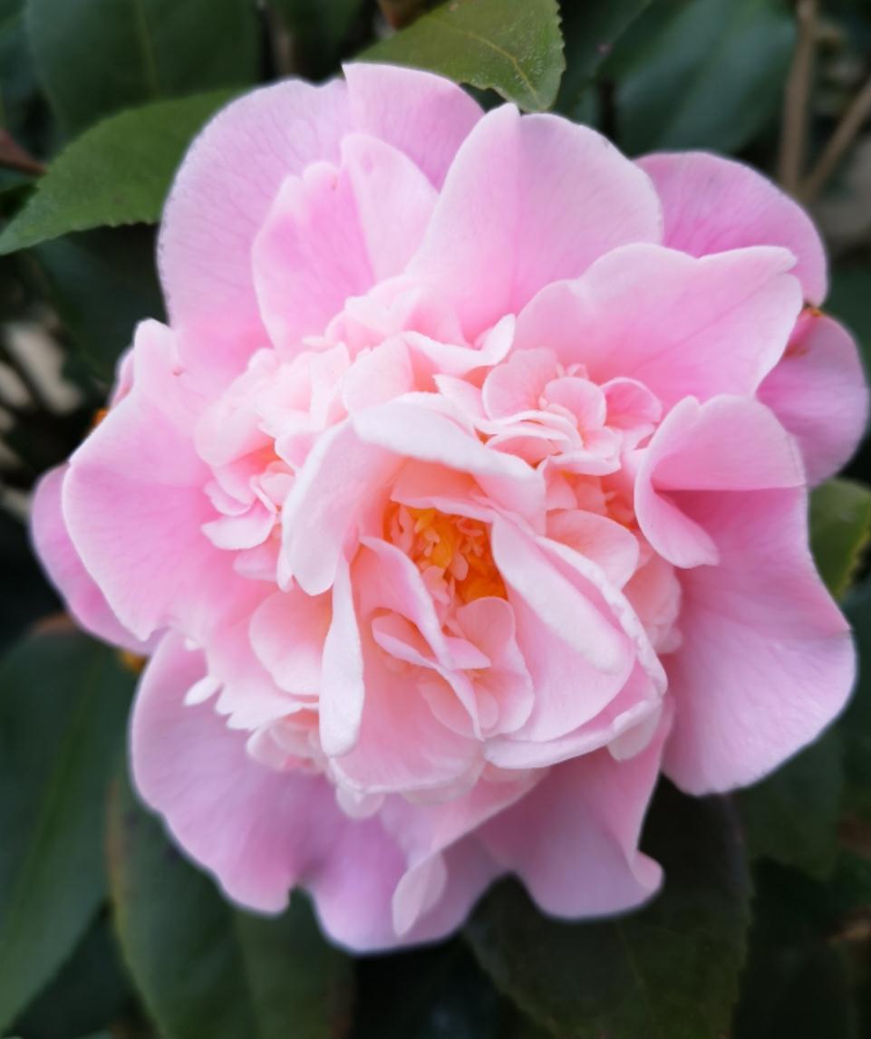 这五种花别再修剪，老枝条长势稳，秋冬花芽多