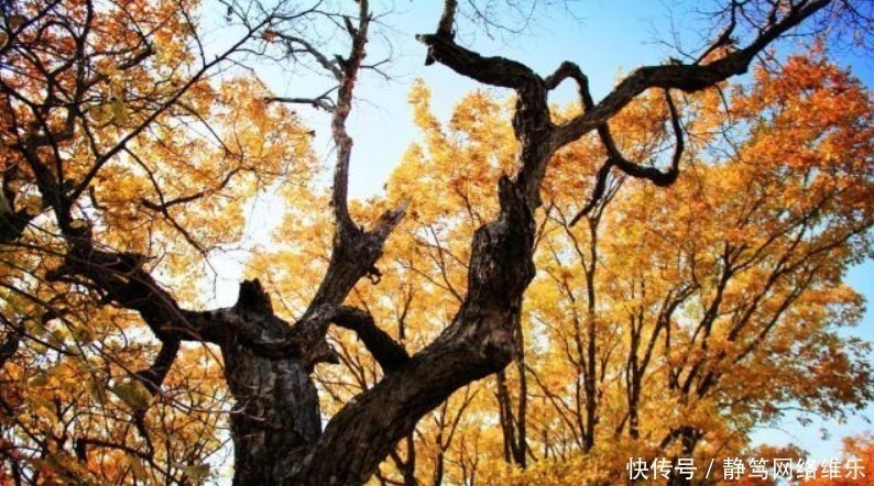 和州$刘禹锡被小人逼得忍无可忍，写下这首千古绝唱，年年入选中学课本