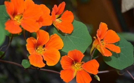 不如养一盆“旱金莲”吧!养护记住以下3点,开花不断,花色艳丽