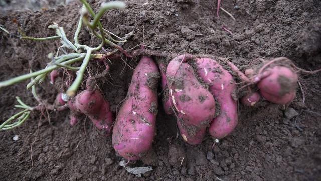 鸡胸肉|女生“152-176cm标准体重”是多少？若你符合，真令人羡慕