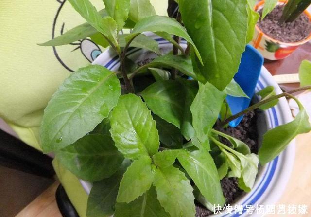 茶叶渣直接倒了真可惜,不如这样处理,当成养花肥促进开花