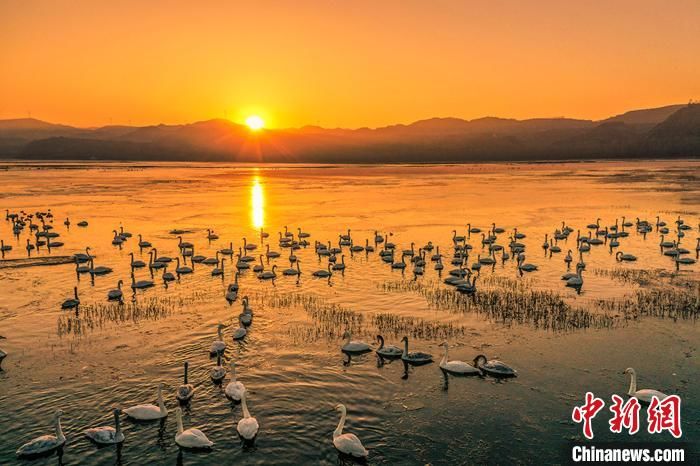 大天鹅|从“歇脚地”到“定居地” 河南野生珍禽“朋友圈”为何渐增？