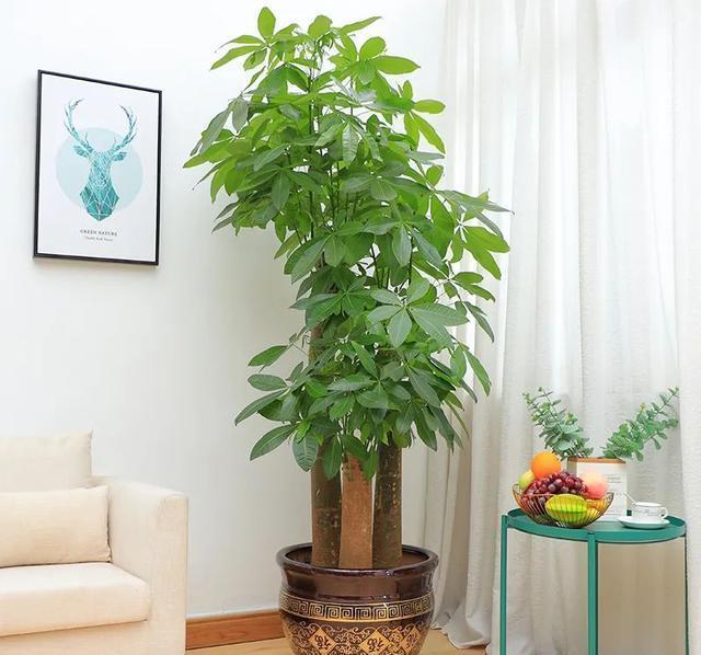 硫酸亚铁|40年老花友的养花浇水秘方，今天分享给大家